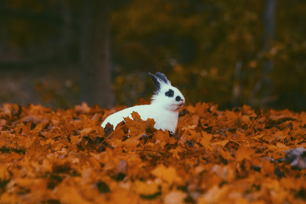Albino rabbit with black spots sitting in fields of autumn leaves